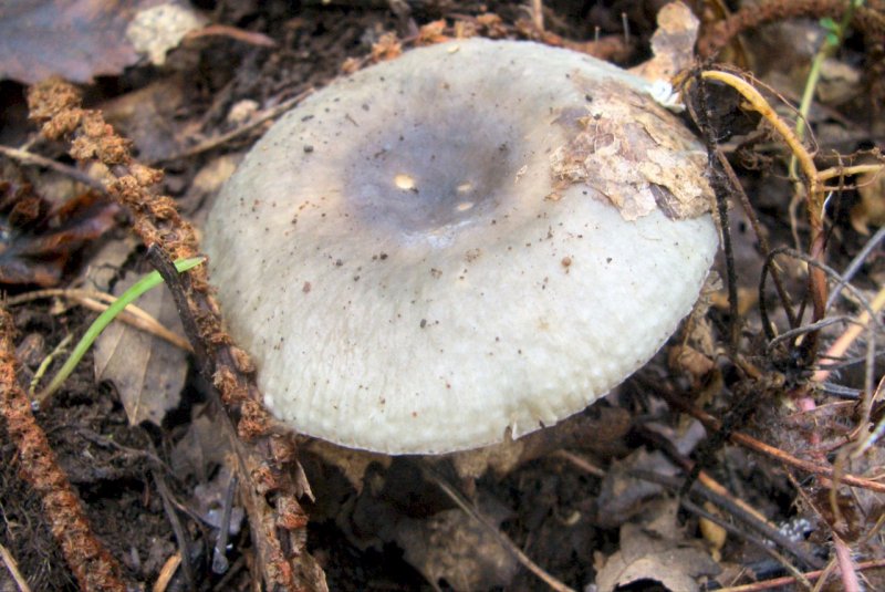 Russula da determinare-Castagno quercia